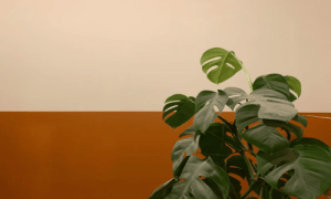 Monstera plant against a wall painted with a horizontal two-tone split of white and terracotta brown.